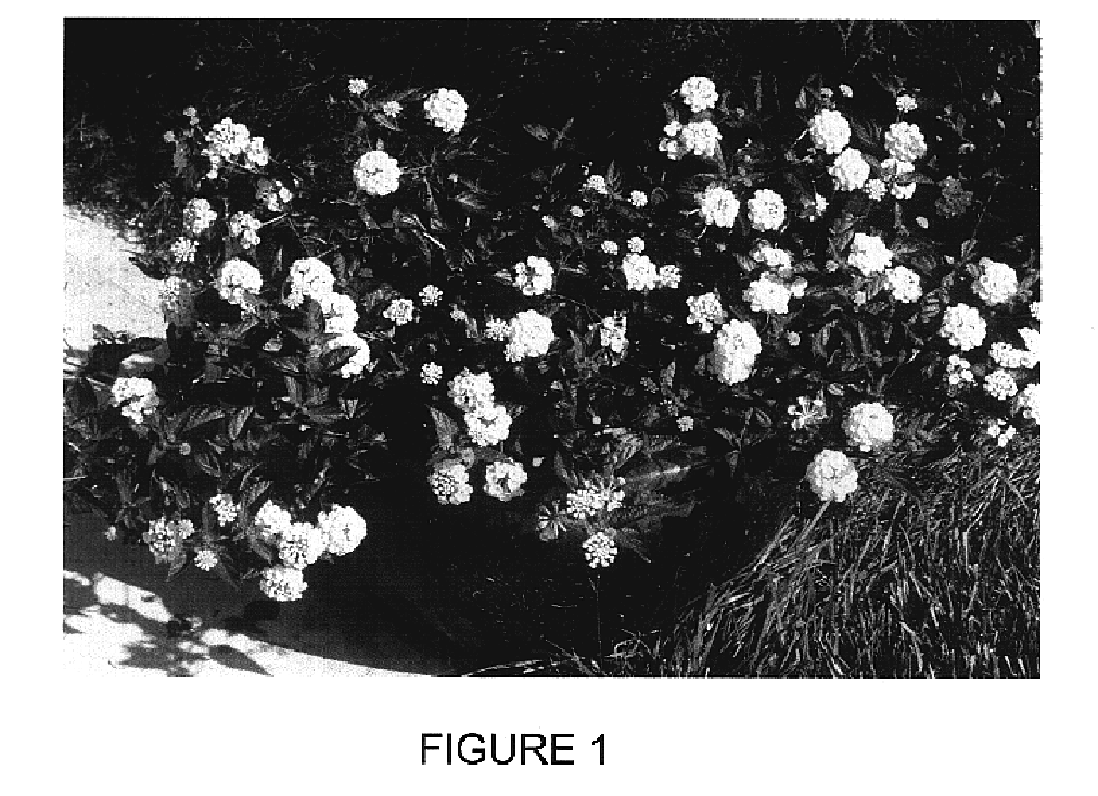 Lantana plant named 'Chapel Hill Yellow'