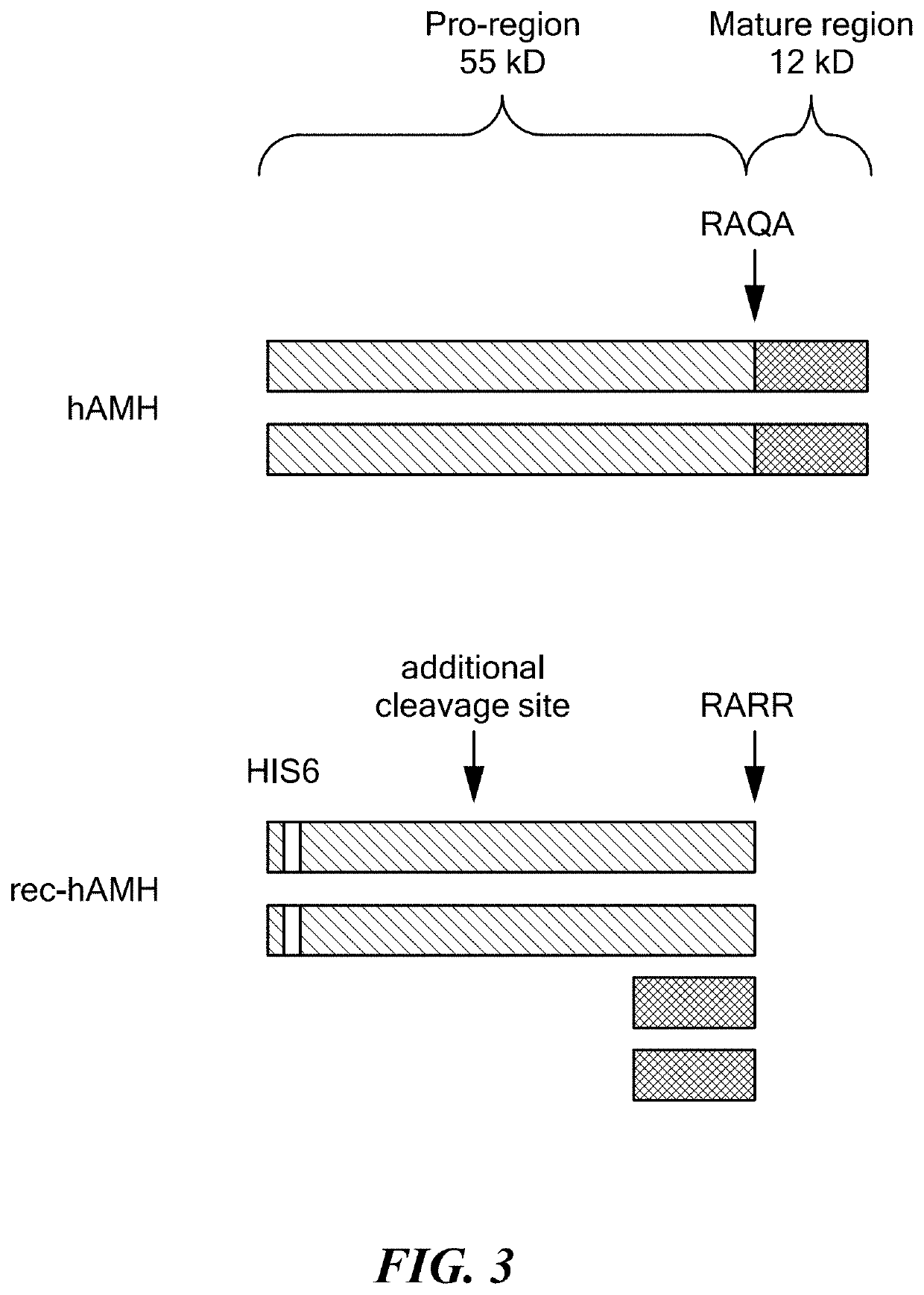 Antibody Compositions and Immunoassay Methods to Detect Isoforms of Anti-Müllerian Hormone