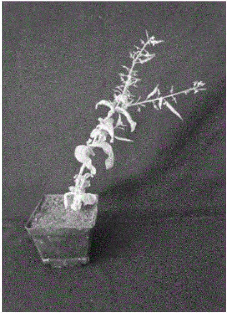 Chinese cabbage rooting-promoting hydroponic nutrient solution and preparation method thereof