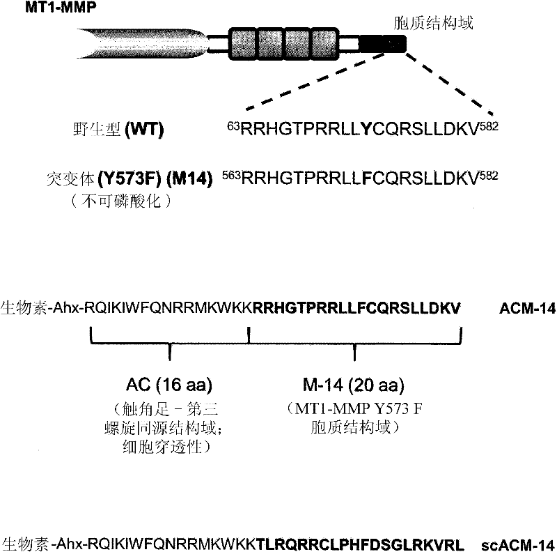 Membrane type-1 matrix metalloprotein inhibitors and uses thereof