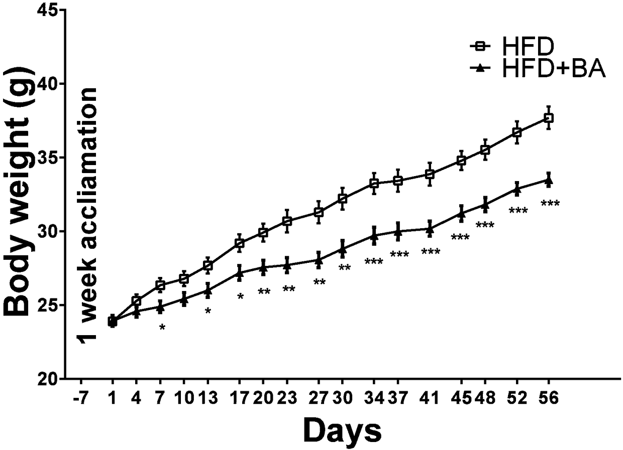 Application of betulinic acid as fatty acid synthase (FAS) inhibitor