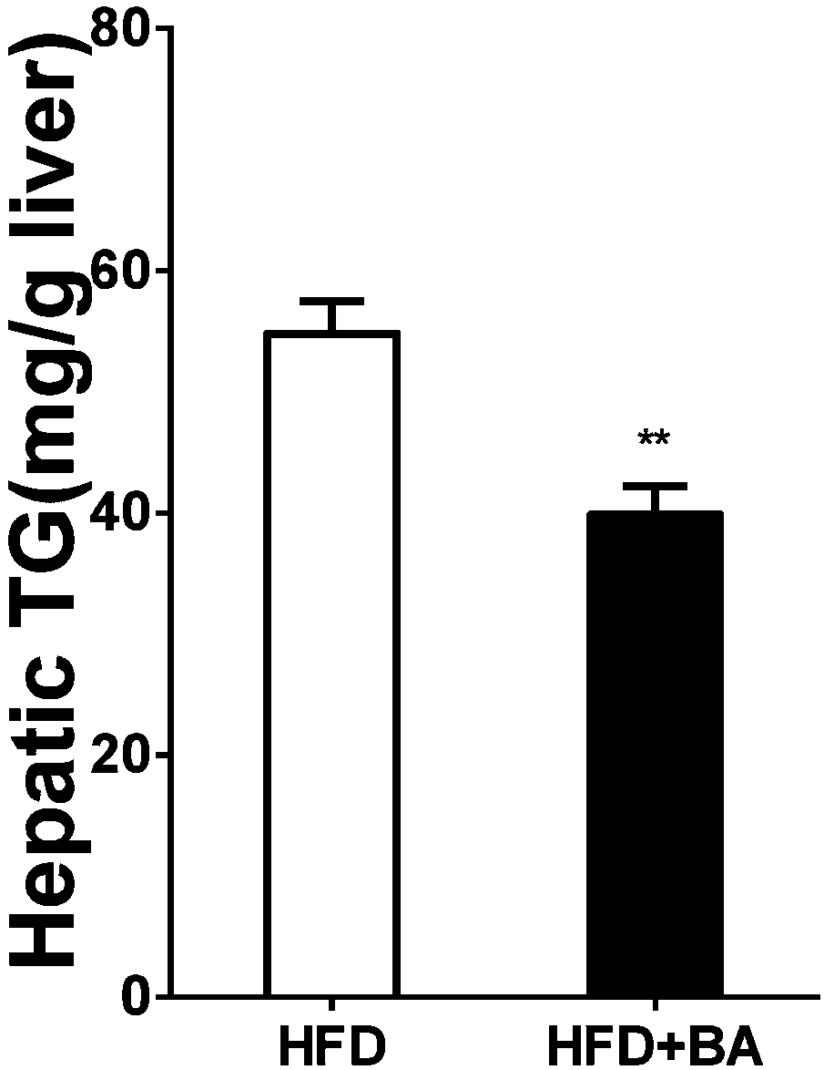 Application of betulinic acid as fatty acid synthase (FAS) inhibitor