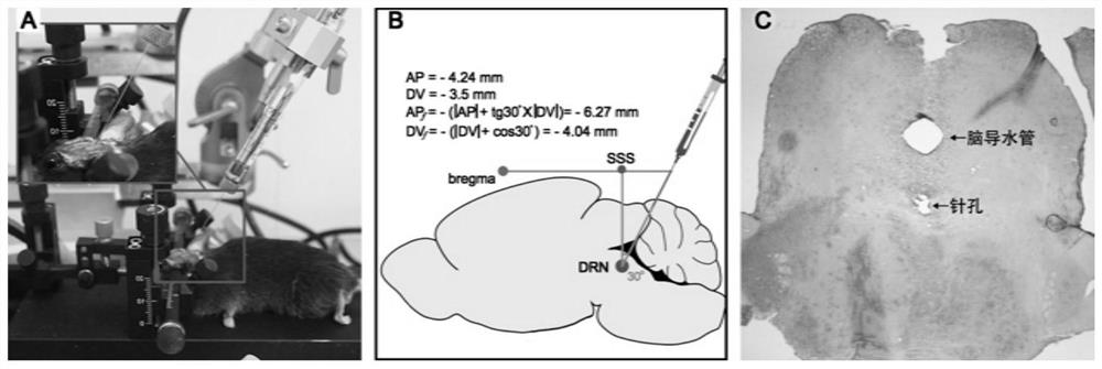 Construction method of mouse depression model