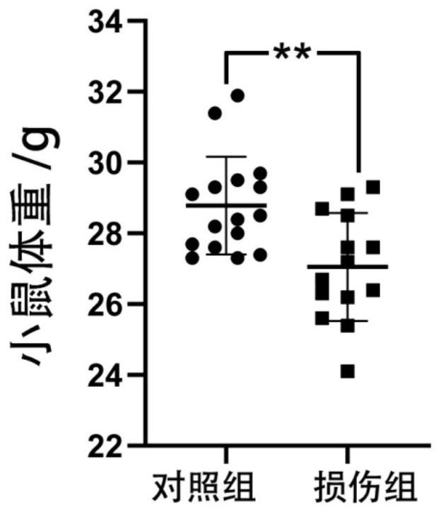 Construction method of mouse depression model