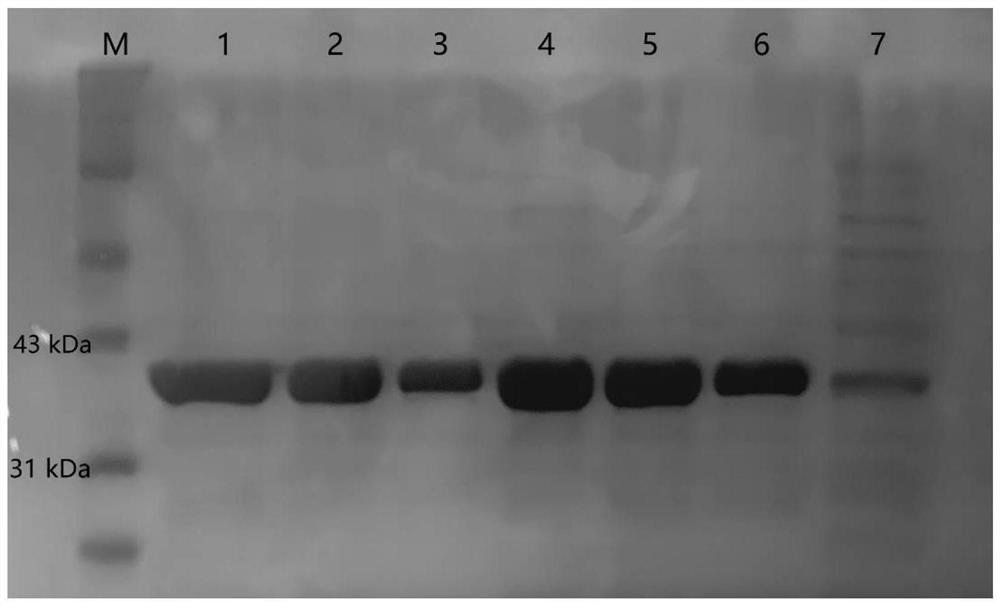 Omega-transaminase mutant, gene and application