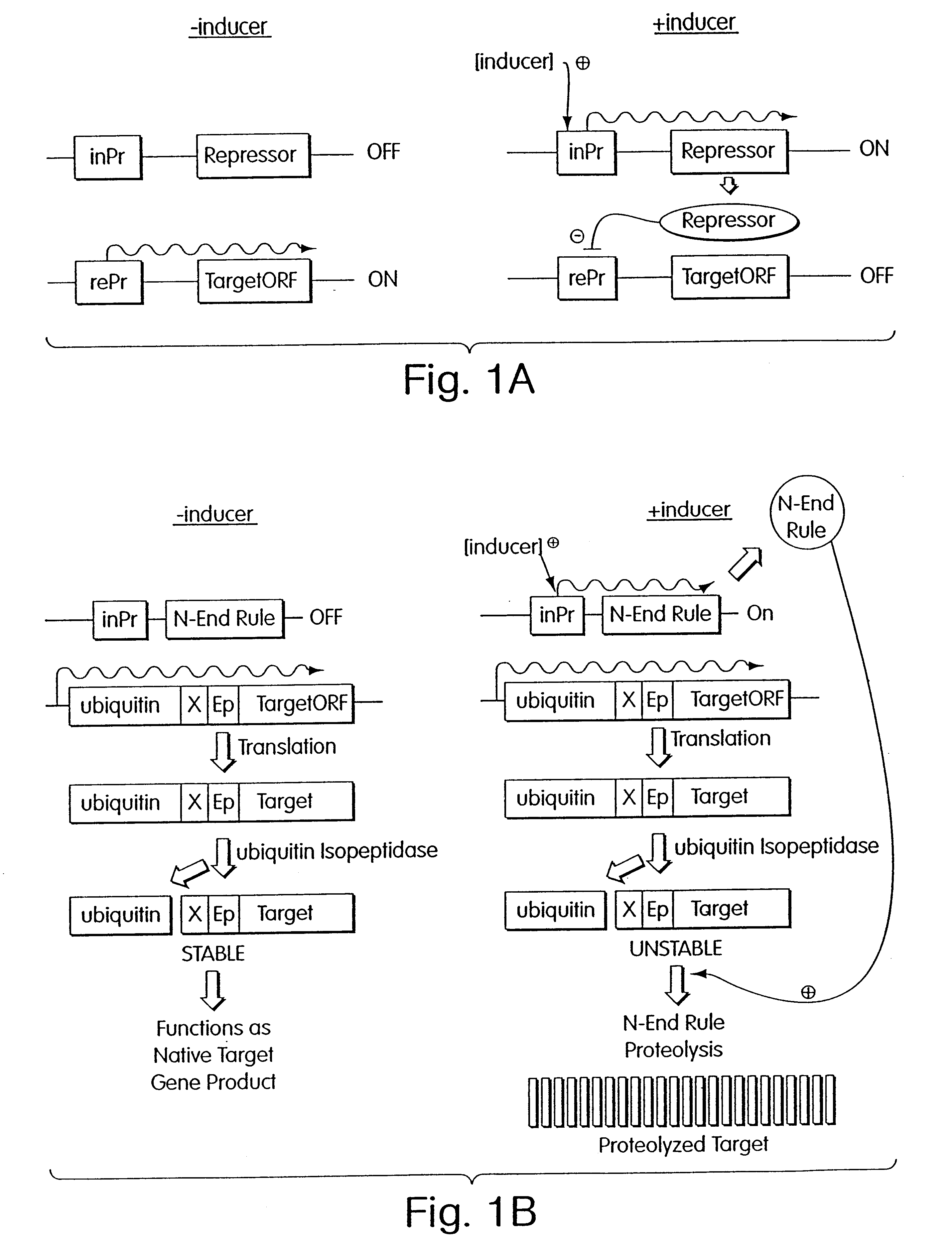 Inducible methods for repressing gene function