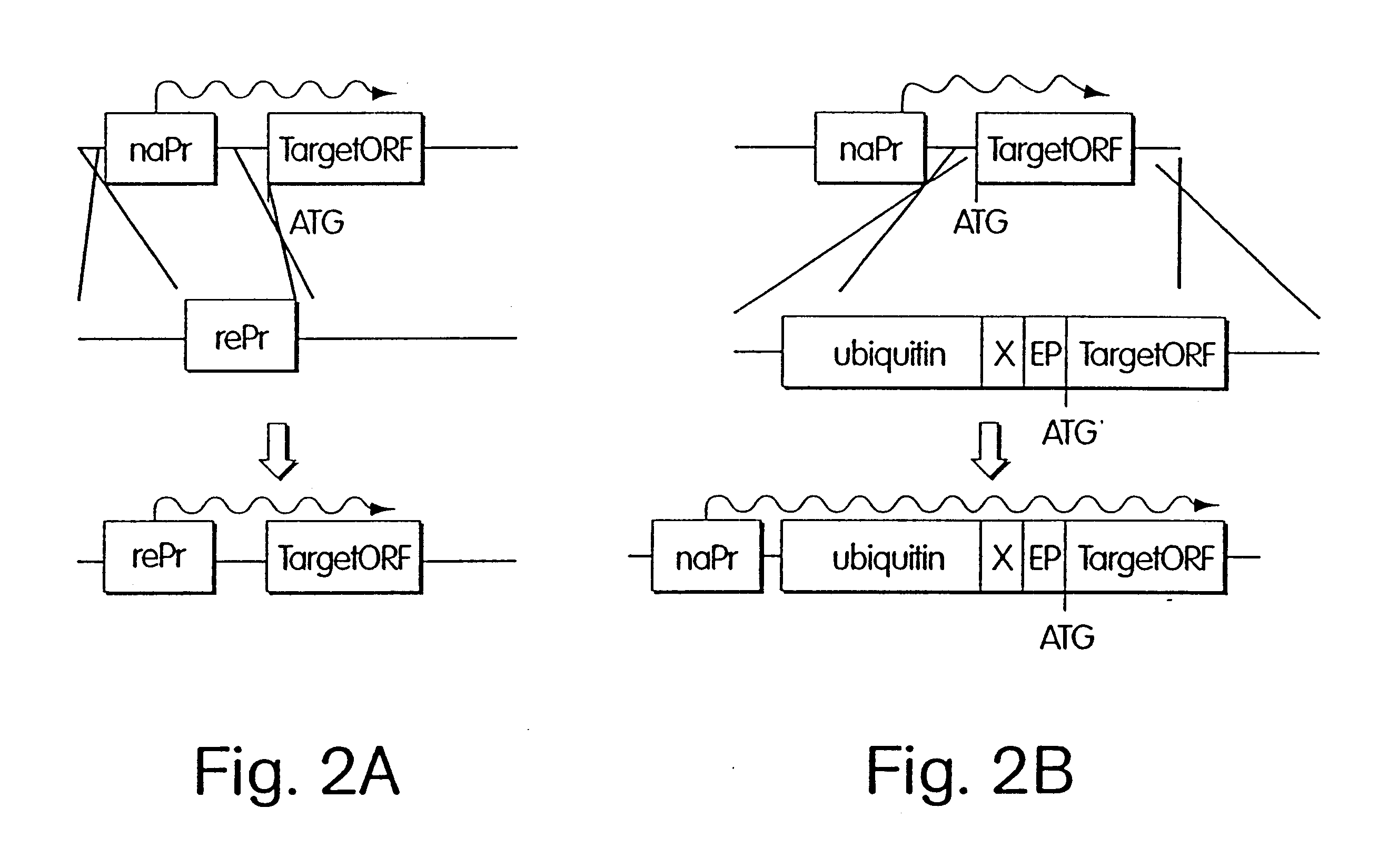 Inducible methods for repressing gene function