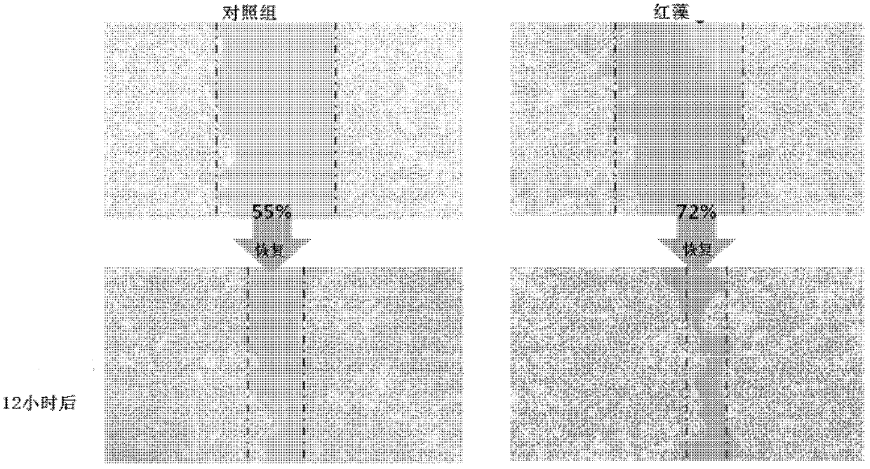 Anti-aging cosmetic composition containing red algae extract