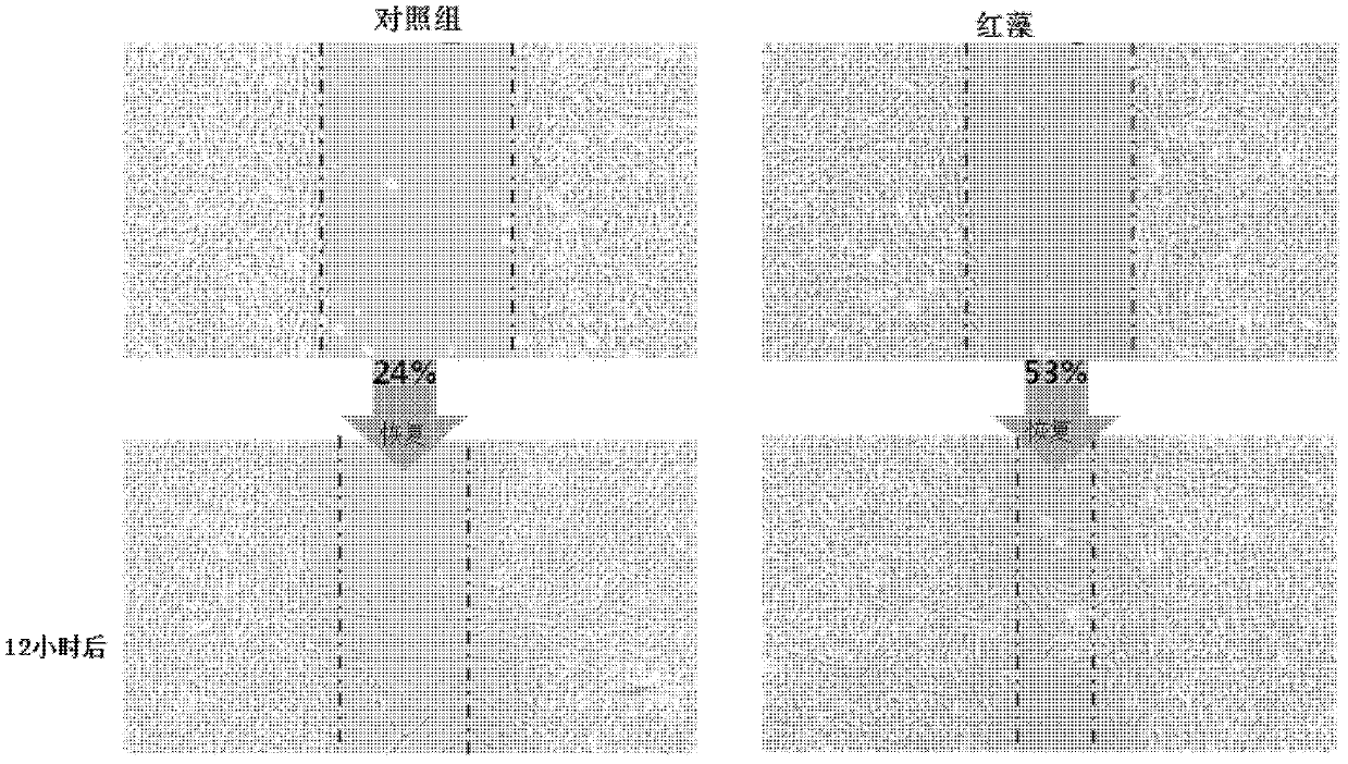 Anti-aging cosmetic composition containing red algae extract