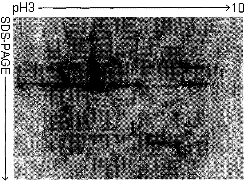 Method for preparing microbial extracellular enzyme dielectrophoresis sample in finished wheat koji used for making Shao-hsing rice wine