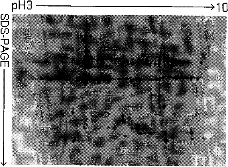 Method for preparing microbial extracellular enzyme dielectrophoresis sample in finished wheat koji used for making Shao-hsing rice wine