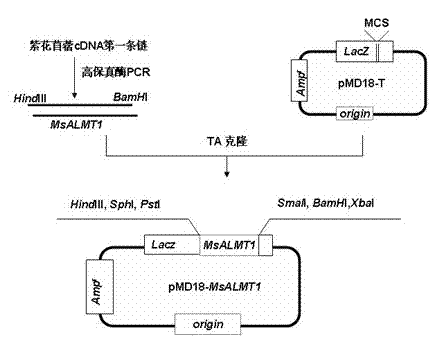 Plant expression vector of alfalfa malic acid channel protein gene MsALMT1, and applications thereof