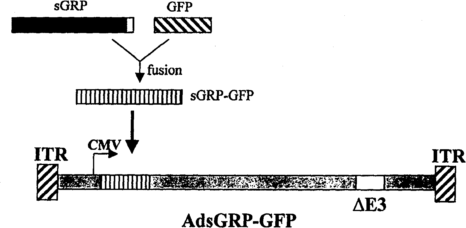 Expression method of glucosal related protein and application thereof