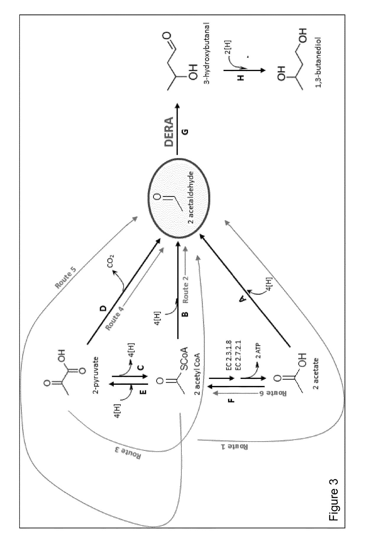 Modified microorganisms and methods for production of useful products