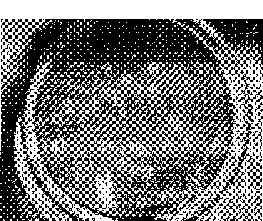 Thermostable glucanase recombinant strain solid phase flat plate screening method