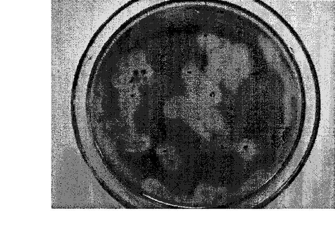 Thermostable glucanase recombinant strain solid phase flat plate screening method