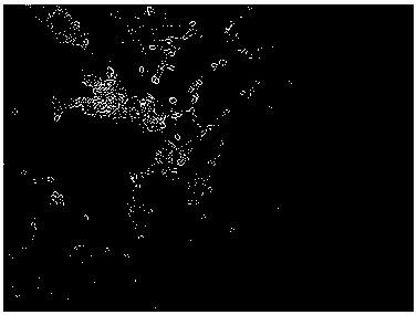 An endophytic bacterium gj-06 of the mustard root nodule, a clubroot control agent containing the endophytic bacterium, and its application