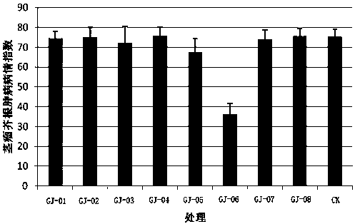 An endophytic bacterium gj-06 of the mustard root nodule, a clubroot control agent containing the endophytic bacterium, and its application