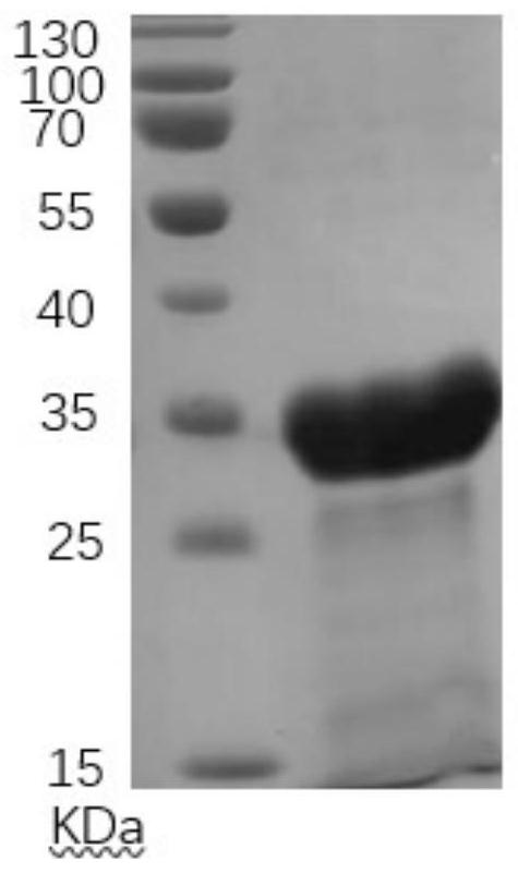 Recombinant novel coronavirus COVID-19S-RBD protein and preparation method and application thereof