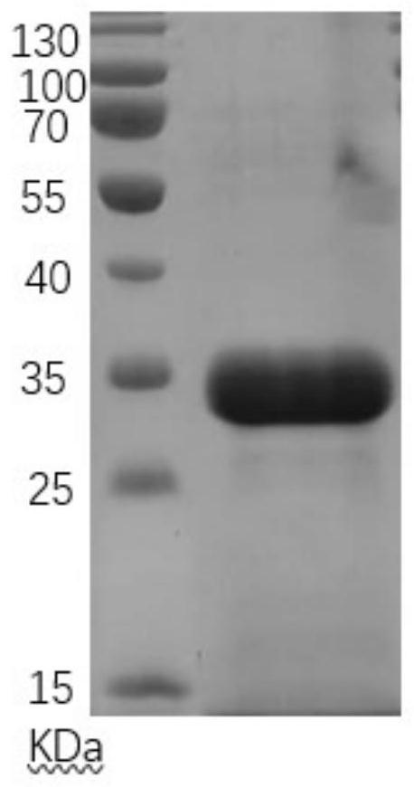 Recombinant novel coronavirus COVID-19S-RBD protein and preparation method and application thereof