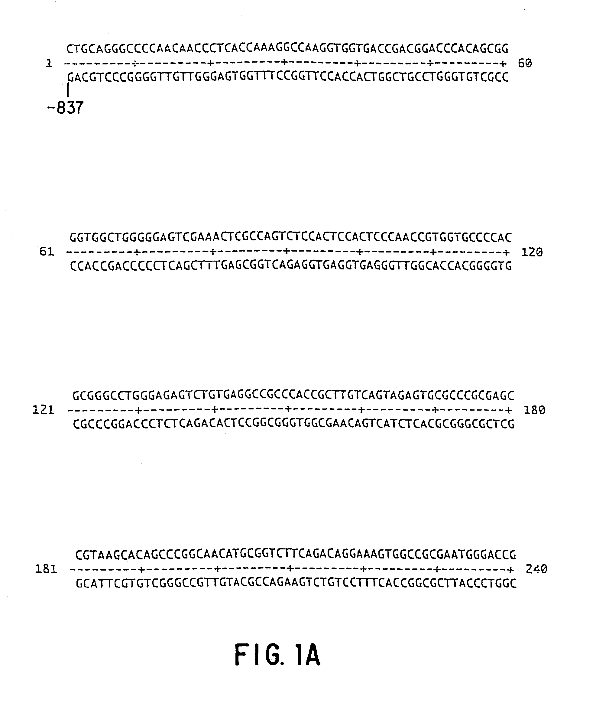 Methods and compositions for inducing tumor-specific cytotoxicity