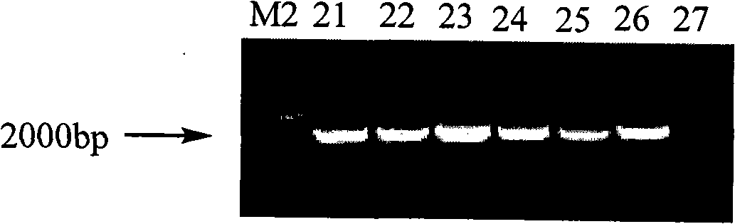 Influenza A virus medicament screening yeast two-hybrid system and application thereof