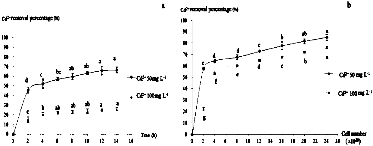 Cd (cadmium) removal rhizobium pusense KG2, strain containing rhizobium pusense and purpose of Cd removal rhizobium pusense KG2