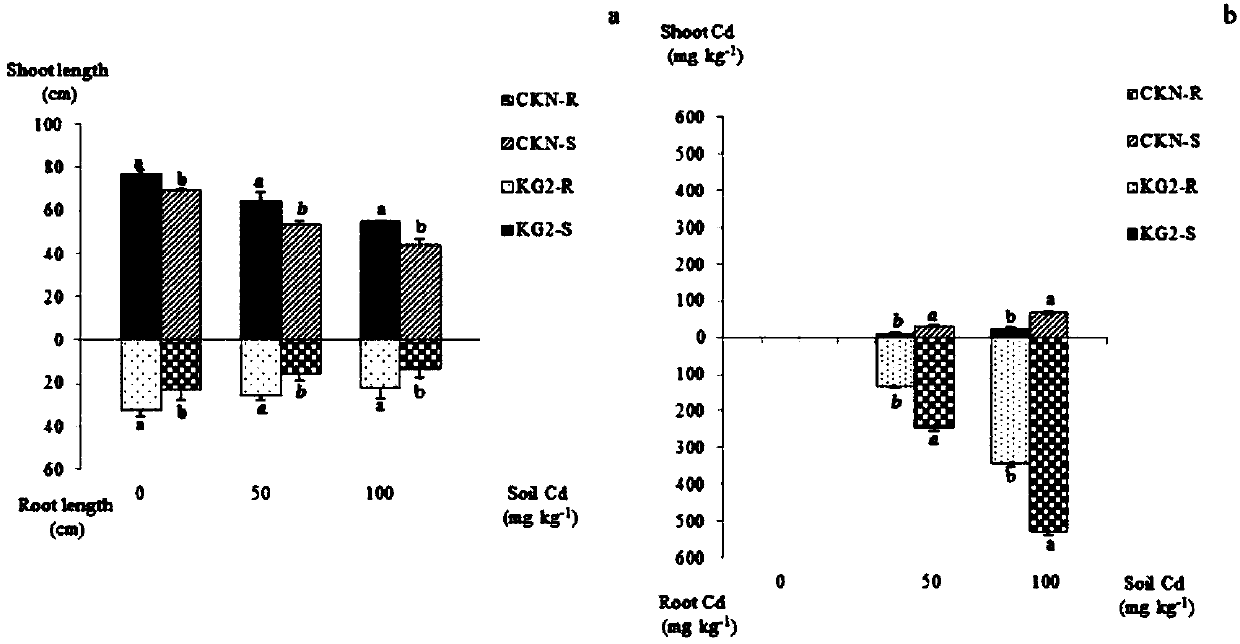 Cd (cadmium) removal rhizobium pusense KG2, strain containing rhizobium pusense and purpose of Cd removal rhizobium pusense KG2