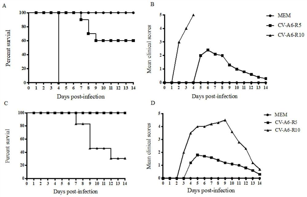 Group of coxsackie group A 6 virus mutant strains and application thereof