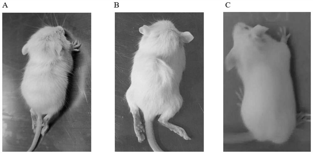 Group of coxsackie group A 6 virus mutant strains and application thereof