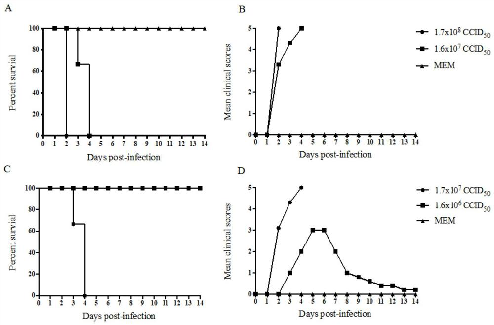 Group of coxsackie group A 6 virus mutant strains and application thereof