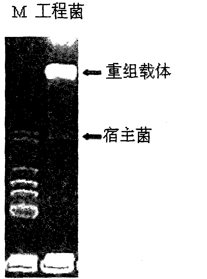 Construction of human insulinogen C peptide high-yield strains