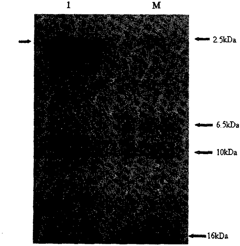 Construction of human insulinogen C peptide high-yield strains