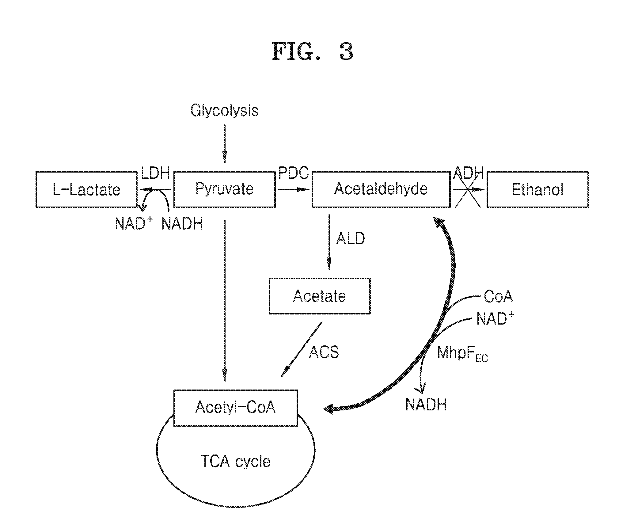 Genetically engineered yeast cell producing lactate including acetaldehyde dehydrogenase, method of producing yeast cell, and method of producing lactate using the same