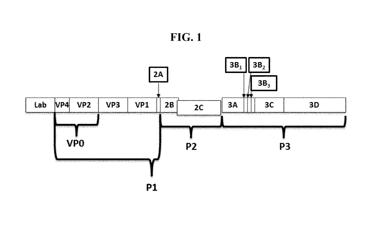 Processing engineered fmdv p1 polypeptide using an alternative tev protease