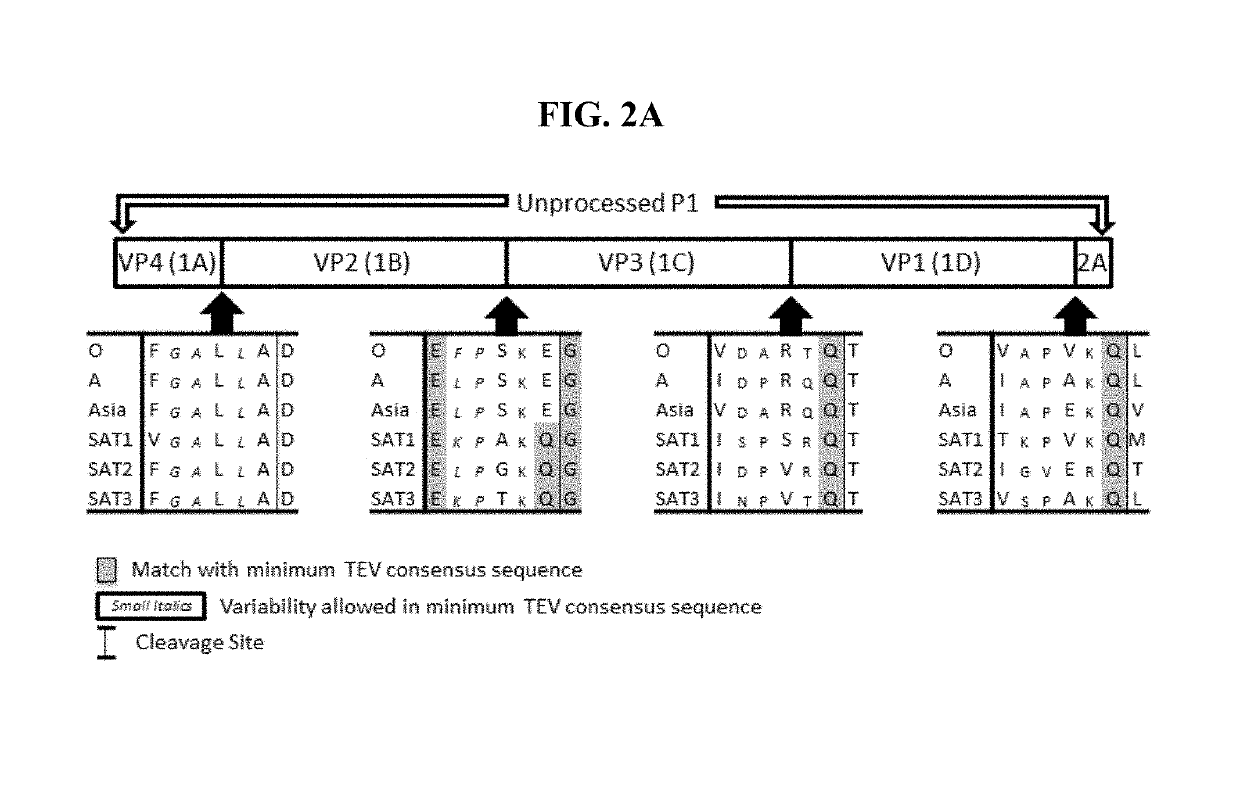 Processing engineered fmdv p1 polypeptide using an alternative tev protease