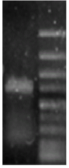 Cyclohexanone monooxygenase and application thereof in synthesis of esomeprazole