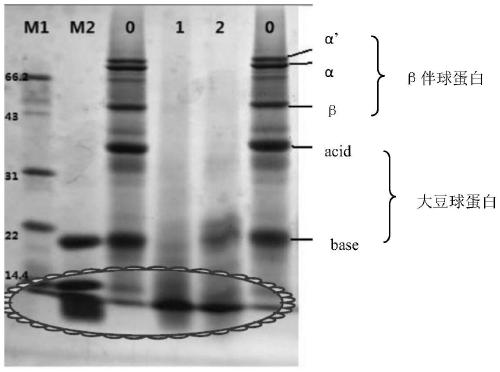 A kind of high-quality enzymolysis fermented soybean meal and its preparation method and application