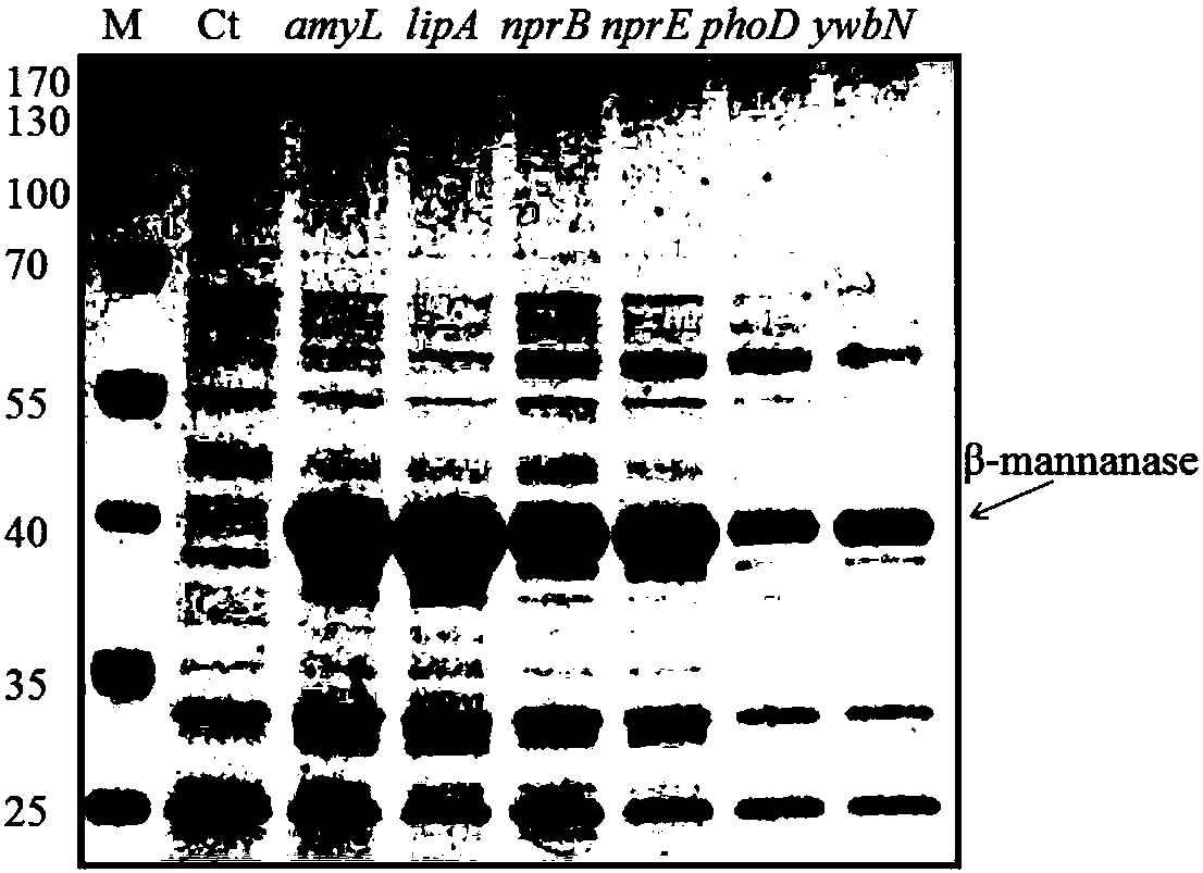 Recombinant bacillus subtilis strain expressing and secreting beta-mannanase efficiently and method for obtaining strain