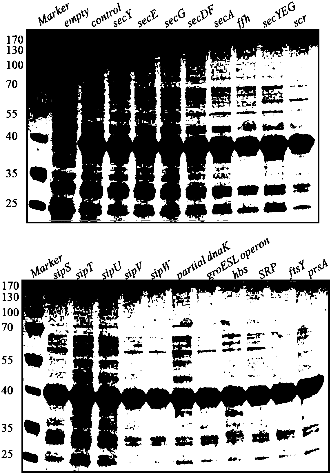 Recombinant bacillus subtilis strain expressing and secreting beta-mannanase efficiently and method for obtaining strain