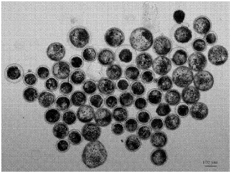 A method for processing bovine somatic cell cloned embryos based on somatic cell nuclear transfer