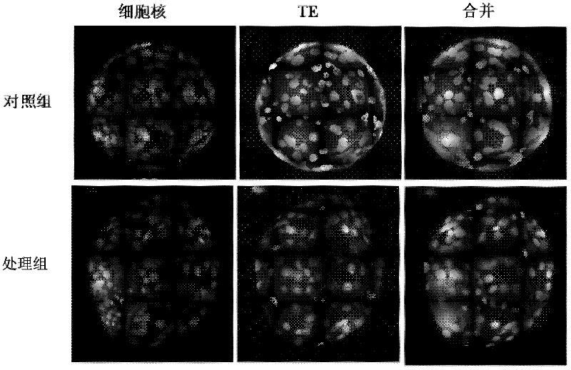 A method for processing bovine somatic cell cloned embryos based on somatic cell nuclear transfer