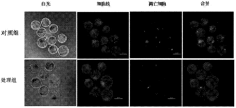 A method for processing bovine somatic cell cloned embryos based on somatic cell nuclear transfer