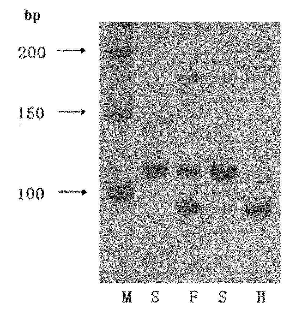 Molecular marker method for anti-rice blast gene Pi-hk1 (t) of paddy