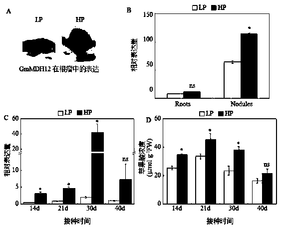 Application of gene GmMDH12 in promotion of nodulation and nitrogen fixation capacity of soybeans