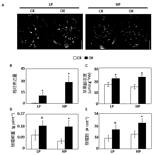 Application of gene GmMDH12 in promotion of nodulation and nitrogen fixation capacity of soybeans