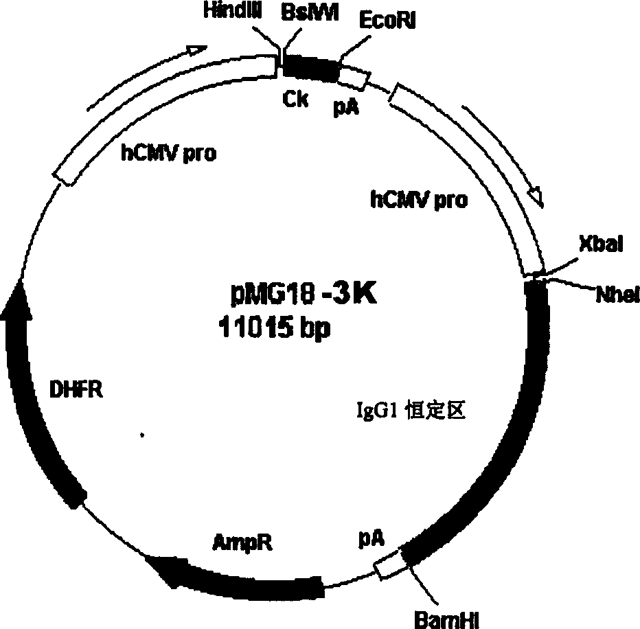 Human melanin tumour monoclonal antibody, and its preparing method and use