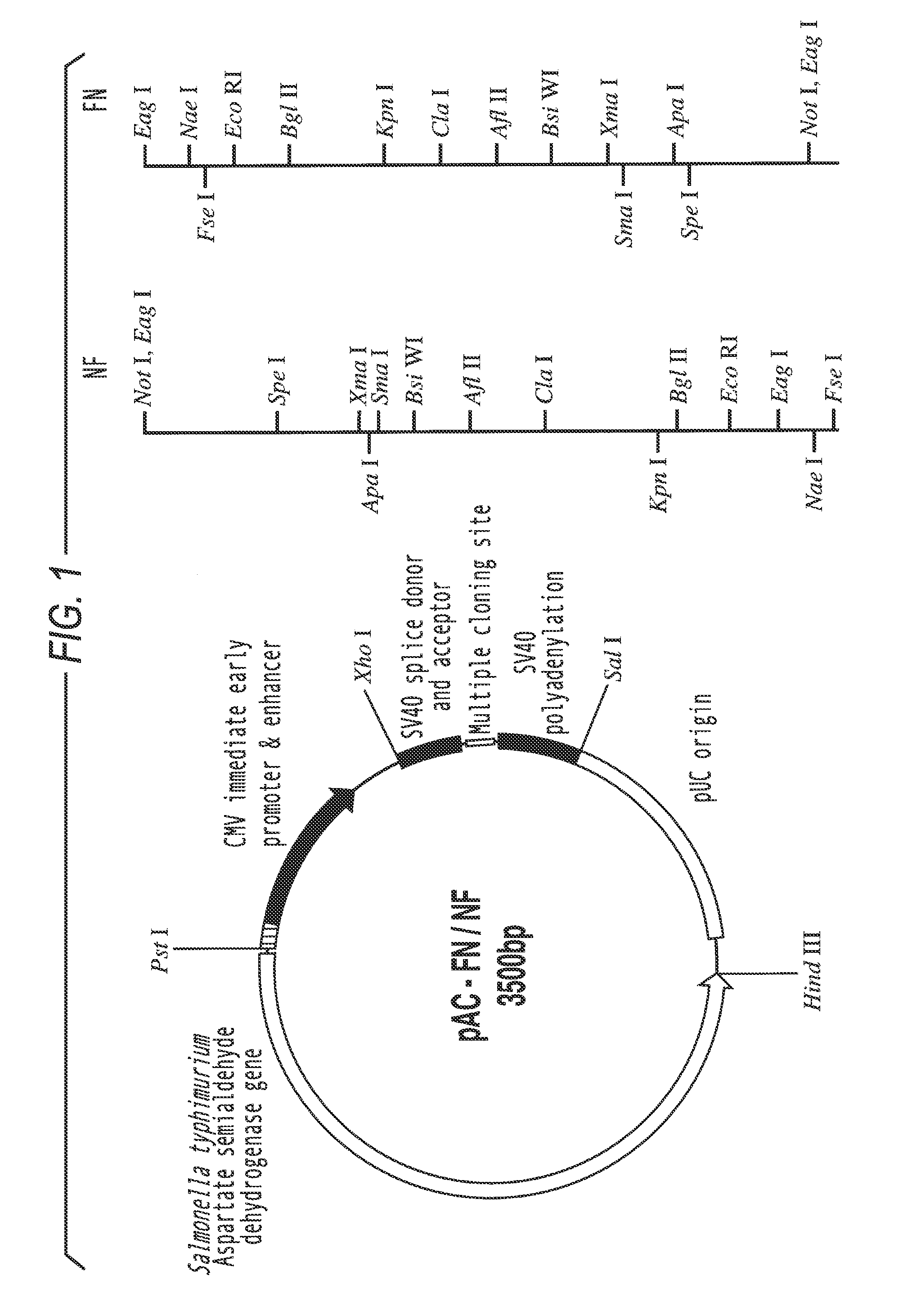 Nucleic acid vectors for immunization