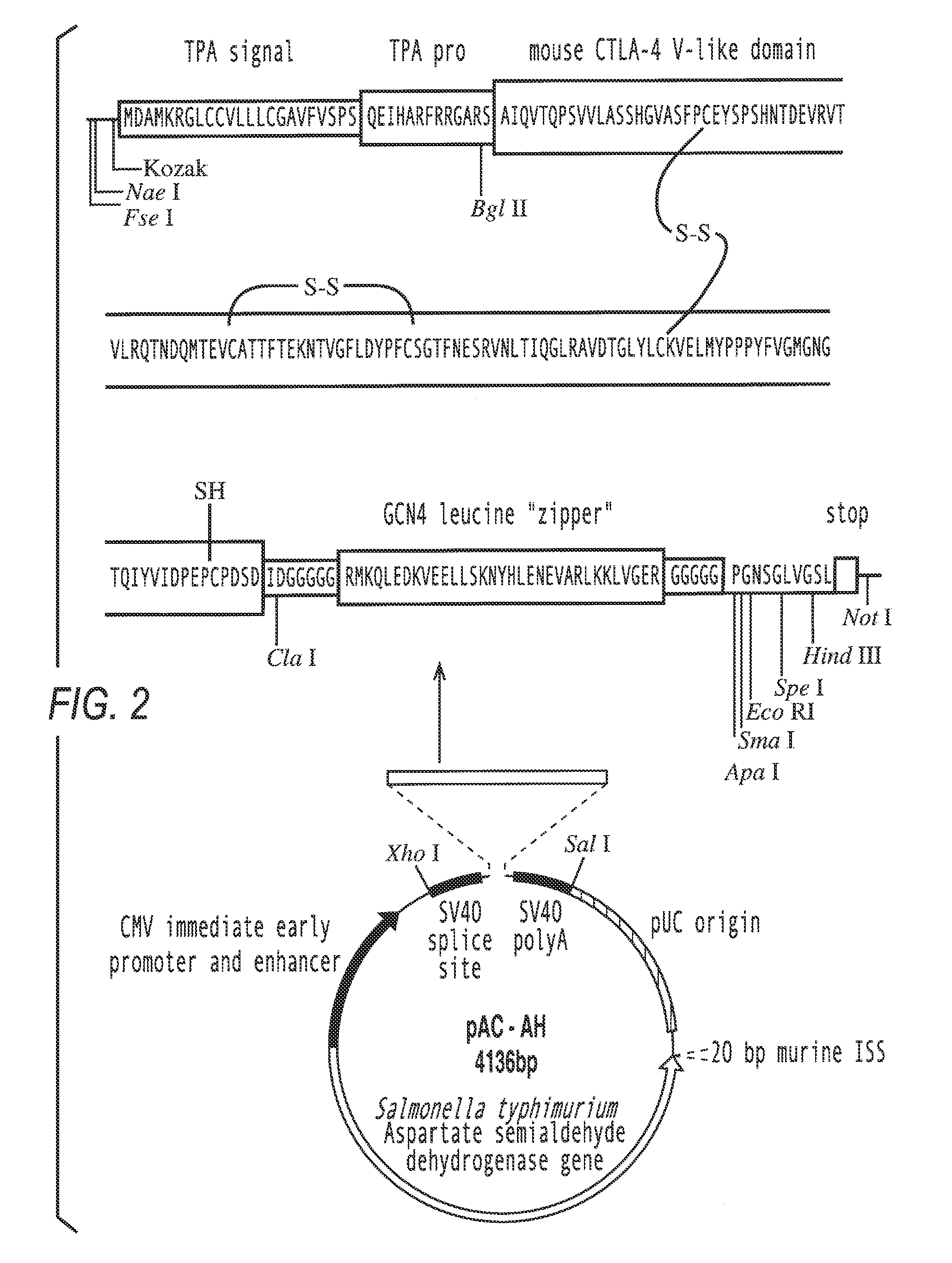 Nucleic acid vectors for immunization