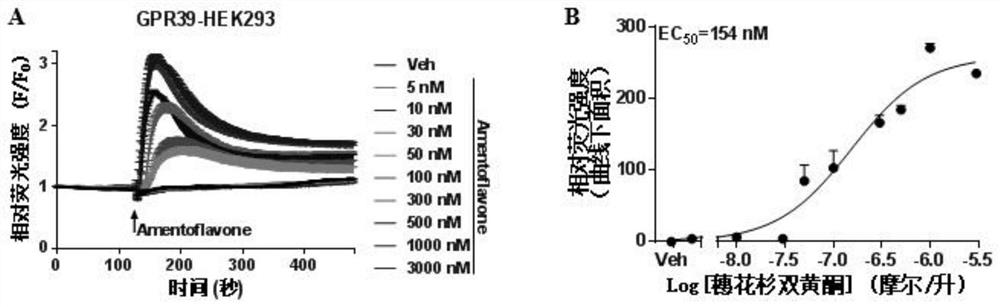 Application of amentoflavone in preparation of medicine for promoting wound healing